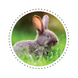 Cruelty Free